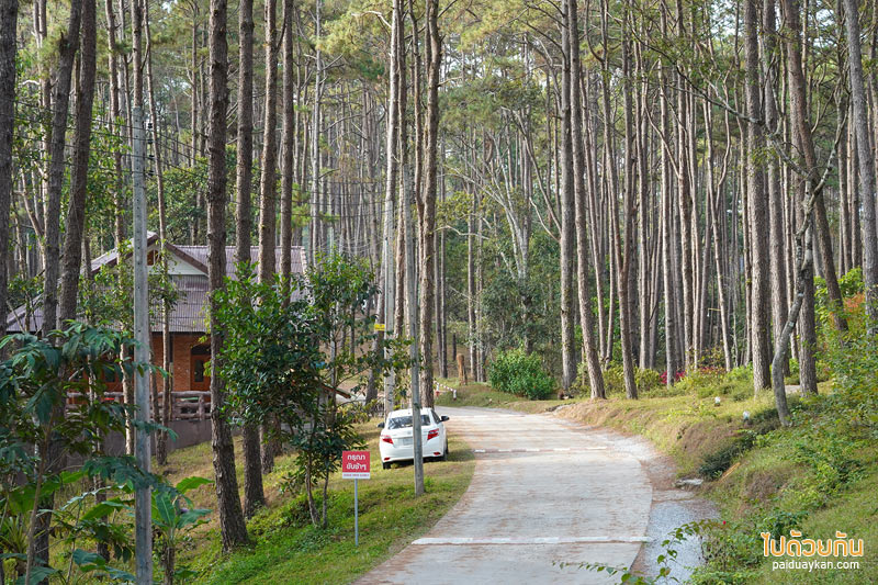 เที่ยวเชียงใหม่, สวนป่าดอยบ่อหลวง, เที่ยวอำเภอฮอด, สวนป่าดอยบ่อหลวง พักบ้านไม้สวย รถบ้าน กลางป่าสน