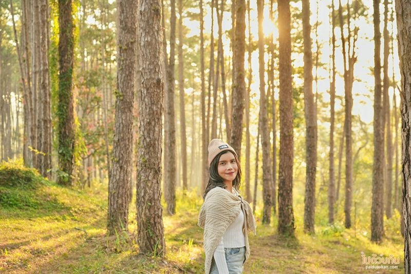 เที่ยวเชียงใหม่, สวนป่าดอยบ่อหลวง, เที่ยวอำเภอฮอด, สวนป่าดอยบ่อหลวง พักบ้านไม้สวย รถบ้าน กลางป่าสน