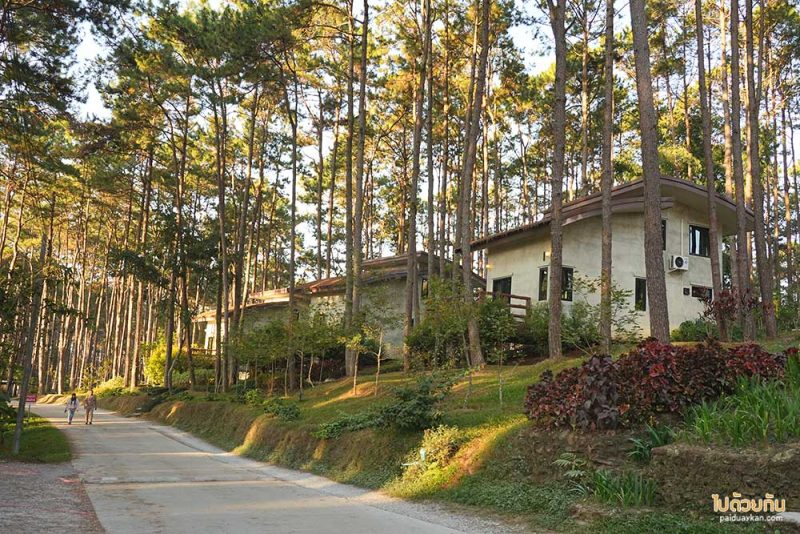เที่ยวเชียงใหม่, สวนป่าดอยบ่อหลวง, เที่ยวอำเภอฮอด, สวนป่าดอยบ่อหลวง พักบ้านไม้สวย รถบ้าน กลางป่าสน