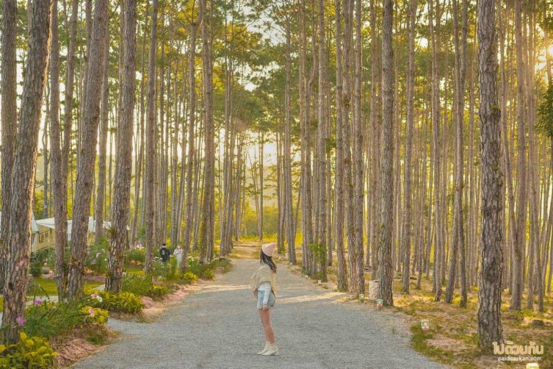 เที่ยวเชียงใหม่, สวนป่าดอยบ่อหลวง, เที่ยวอำเภอฮอด, สวนป่าดอยบ่อหลวง พักบ้านไม้สวย รถบ้าน กลางป่าสน