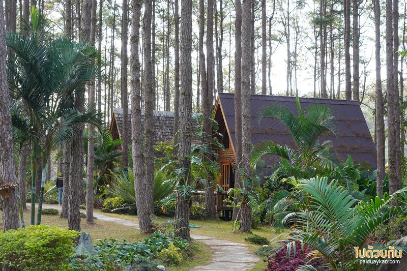 เที่ยวเชียงใหม่, สวนป่าดอยบ่อหลวง, เที่ยวอำเภอฮอด, สวนป่าดอยบ่อหลวง พักบ้านไม้สวย รถบ้าน กลางป่าสน