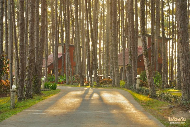 เที่ยวเชียงใหม่, สวนป่าดอยบ่อหลวง, เที่ยวอำเภอฮอด, สวนป่าดอยบ่อหลวง พักบ้านไม้สวย รถบ้าน กลางป่าสน