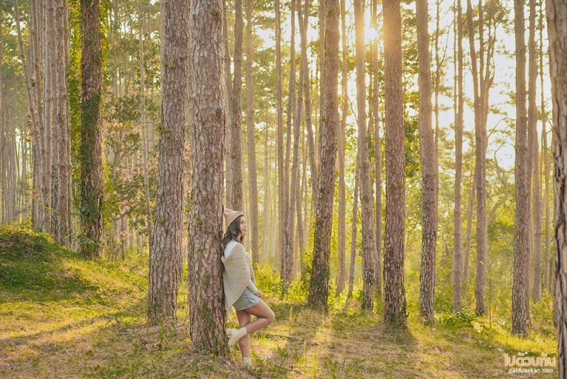 เที่ยวเชียงใหม่, สวนป่าดอยบ่อหลวง, เที่ยวอำเภอฮอด, สวนป่าดอยบ่อหลวง พักบ้านไม้สวย รถบ้าน กลางป่าสน