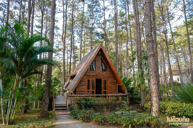 เที่ยวเชียงใหม่, สวนป่าดอยบ่อหลวง, เที่ยวอำเภอฮอด, สวนป่าดอยบ่อหลวง พักบ้านไม้สวย รถบ้าน กลางป่าสน