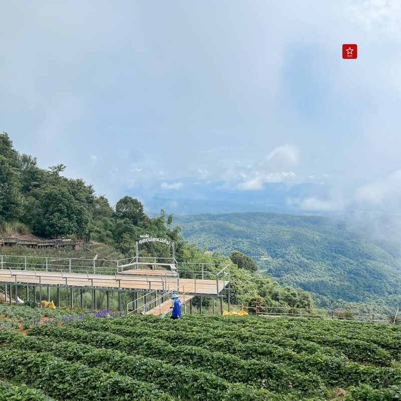 hotspringsvantransport, reviewchiangmai, ที่เที่ยวม่อนแจ่ม, ที่เที่ยวเชียงใหม่, ม่อนแจ่ม, รถตู้ม่อนแจ่ม, รถตู้เชียงใหม่, รีวิวเชียงใหม่, สกายวอร์ค, สวนพฤกษศาสตร์, ฮอทสปริงแวนทรานสปอร์ต, โป่งแยง, ม่อนแจ่ม ไม่มีรถ ก็เที่ยวได้ one day trip ทริปนี้มีแต่ม่อนแจ่ม