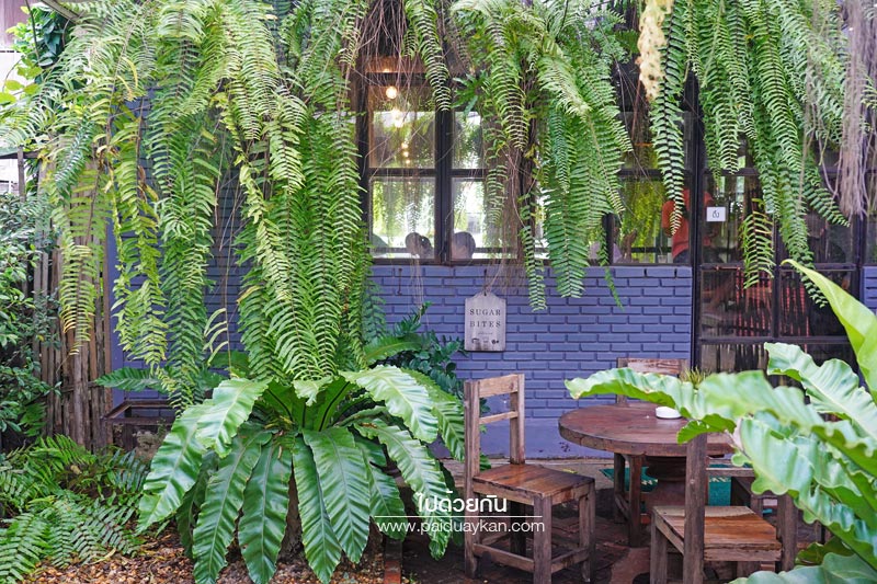 คาเฟ่แพร่, ร้านกาแฟแพร่, sugar bites café แพร่, sugar bites café  แพร่