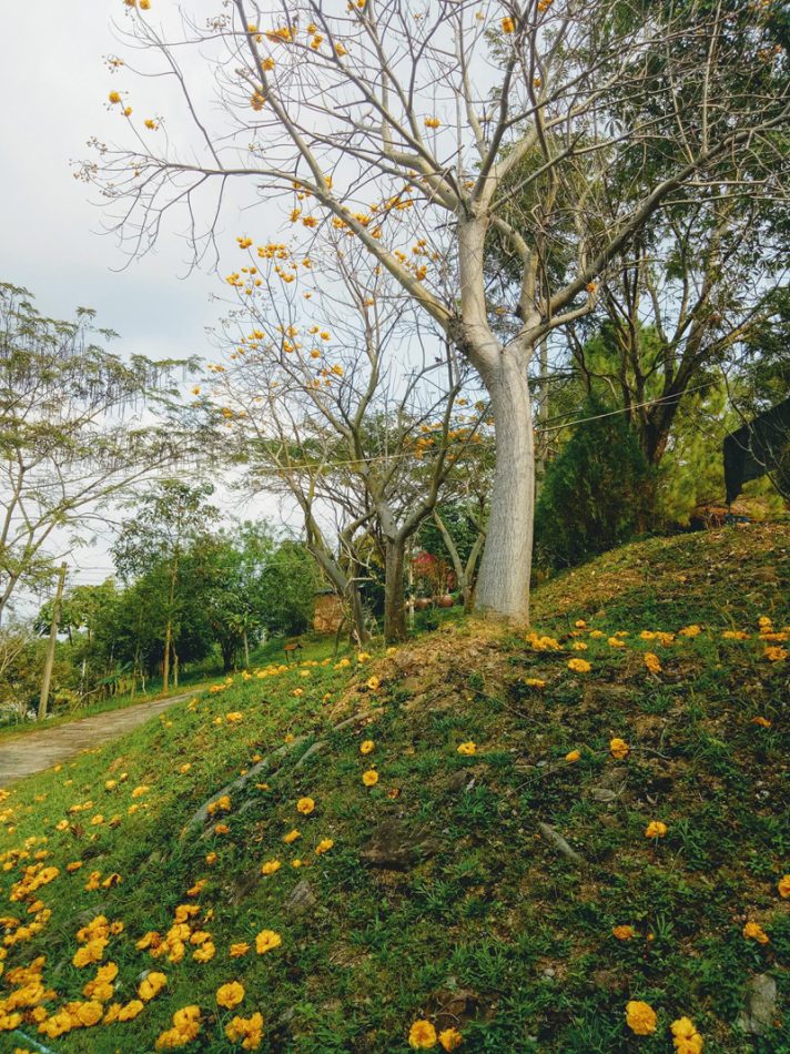 top 11+ ที่พักวังน้ำเขียว 2567 ที่พักวิวสวย ใกล้ชิดธรรมชาติ อัปเดตล่าสุด