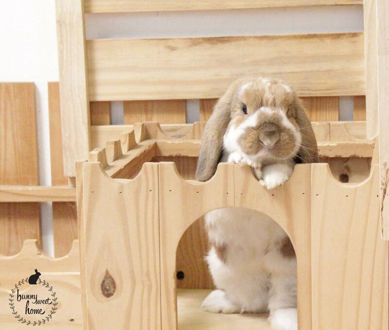 top 4+ ร้านคาเฟ่กระต่าย แก๊งขนฟู หูยาวสุดน่ารัก คนรักกระต่ายต้องไปเเล้ววว (อัปเดต 03/07/63)