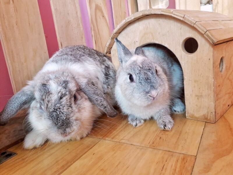 top 4+ ร้านคาเฟ่กระต่าย แก๊งขนฟู หูยาวสุดน่ารัก คนรักกระต่ายต้องไปเเล้ววว (อัปเดต 03/07/63)