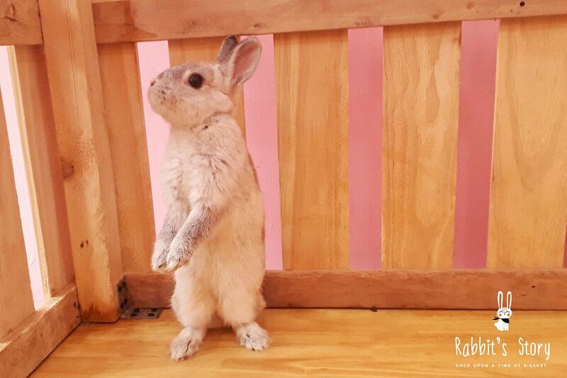 top 4+ ร้านคาเฟ่กระต่าย แก๊งขนฟู หูยาวสุดน่ารัก คนรักกระต่ายต้องไปเเล้ววว (อัปเดต 03/07/63)