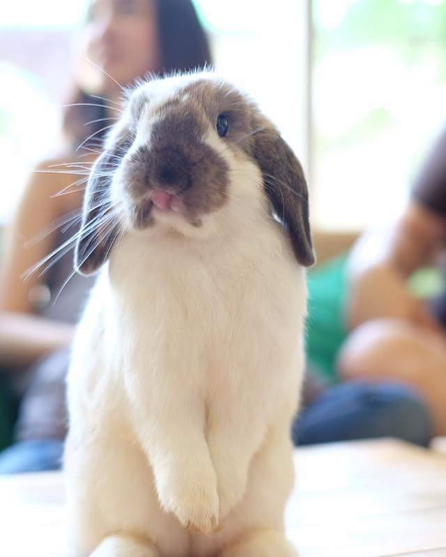 top 4+ ร้านคาเฟ่กระต่าย แก๊งขนฟู หูยาวสุดน่ารัก คนรักกระต่ายต้องไปเเล้ววว (อัปเดต 03/07/63)