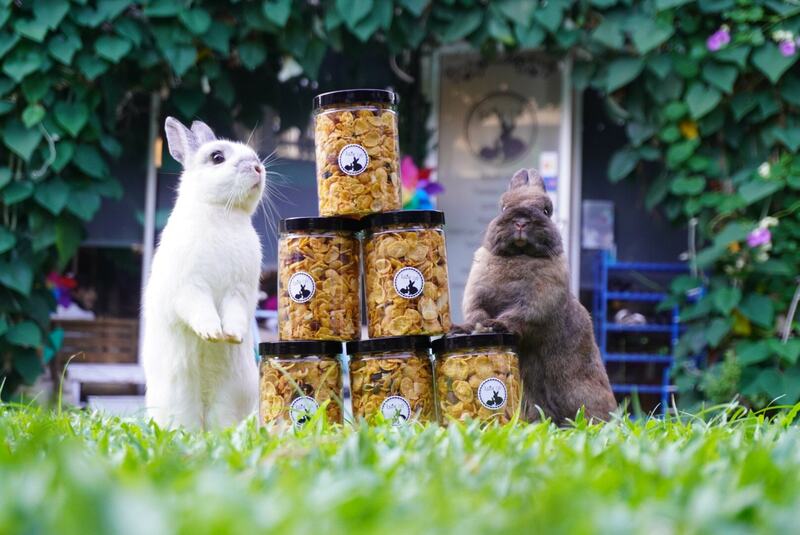 top 4+ ร้านคาเฟ่กระต่าย แก๊งขนฟู หูยาวสุดน่ารัก คนรักกระต่ายต้องไปเเล้ววว (อัปเดต 03/07/63)