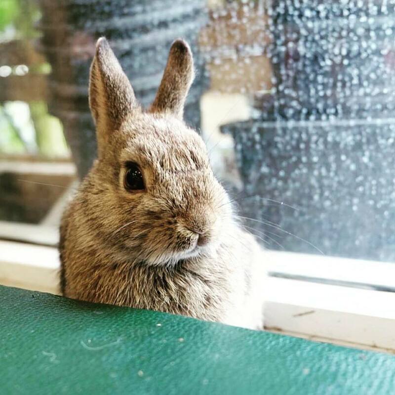 top 4+ ร้านคาเฟ่กระต่าย แก๊งขนฟู หูยาวสุดน่ารัก คนรักกระต่ายต้องไปเเล้ววว (อัปเดต 03/07/63)