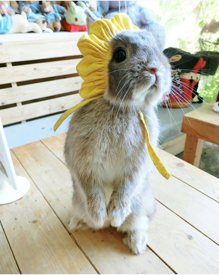 top 4+ ร้านคาเฟ่กระต่าย แก๊งขนฟู หูยาวสุดน่ารัก คนรักกระต่ายต้องไปเเล้ววว (อัปเดต 03/07/63)