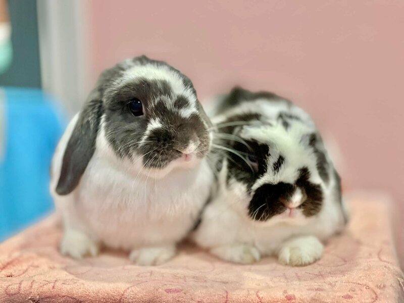 top 4+ ร้านคาเฟ่กระต่าย แก๊งขนฟู หูยาวสุดน่ารัก คนรักกระต่ายต้องไปเเล้ววว (อัปเดต 03/07/63)