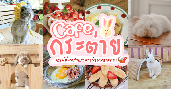 top 4+ ร้านคาเฟ่กระต่าย แก๊งขนฟู หูยาวสุดน่ารัก คนรักกระต่ายต้องไปเเล้ววว (อัปเดต 03/07/63)