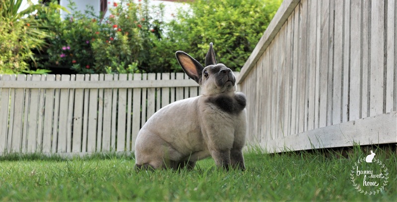 top 4+ ร้านคาเฟ่กระต่าย แก๊งขนฟู หูยาวสุดน่ารัก คนรักกระต่ายต้องไปเเล้ววว (อัปเดต 03/07/63)