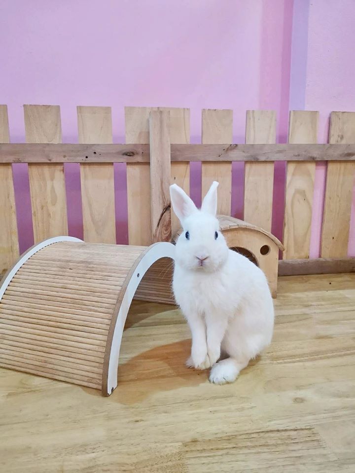 top 4+ ร้านคาเฟ่กระต่าย แก๊งขนฟู หูยาวสุดน่ารัก คนรักกระต่ายต้องไปเเล้ววว (อัปเดต 03/07/63)