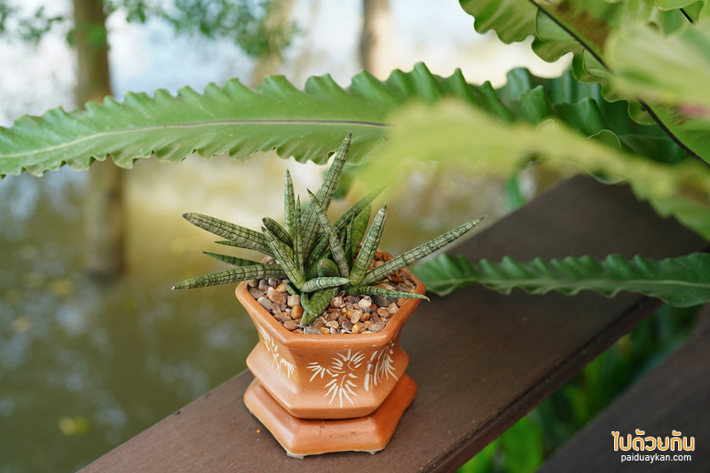 คาเฟ่นครปฐม, คาเฟ่นครชัยศรี, home-no-eight, บ้านเลขที่8, คาเฟ่ริมน้ำนครปฐม, home no.eight บ้านเลขที่8 คาเฟ่บ้านไม้ริมน้ำสุดโฮมมี่