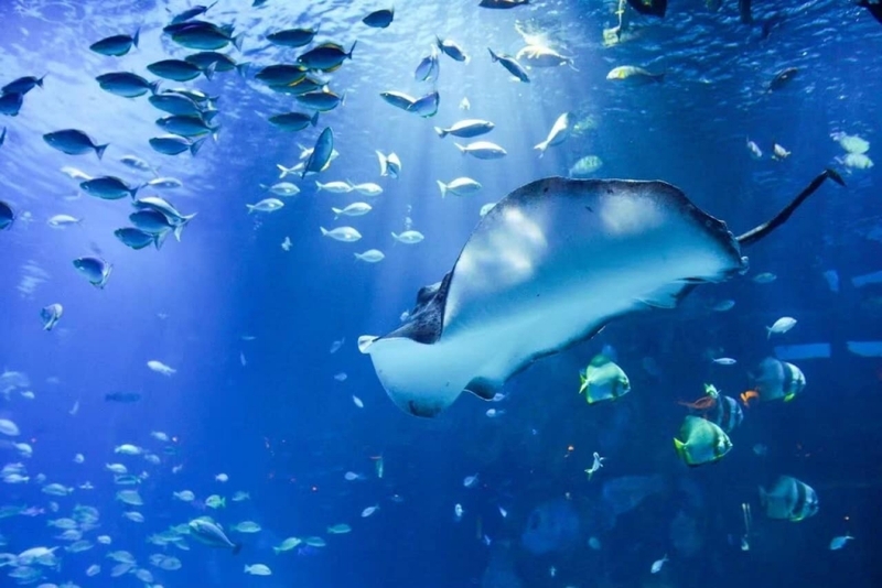 aquaria phuket, aquariaphuket, banana beach, blackrock, blackrockviewpoint, hanuman world, honeymoon island, katabeach, maikhaobeach, nuibeach, phuket, phuket fantasea, phuket old town, phuketfantasea, streetartภูเก็ต, tiger kingdom phuket, จุดชมวิวผาหินดำ, จุดชมวิวเขารัง, ตลาดอาหารทะเล ภูเก็ต, ตลาดอาหารทะเล ราไวย์, ท่องเที่ยวภูเก็ต, ที่เที่ยวภูเก็ต, ที่เที่ยวภูเก็ต 2024, ที่เที่ยวภูเก็ต 2567, น้ำตกโตนไทร, ประภาคารกาญจนาภิเษก, ป่าตอง, ผาหินดำ, พระผุด ภูเก็ต, พระมิ่งมงคลเอกนาคคีรี, พระใหญ่ภูเก็ต, พระใหญ่เมืองภูเก็ต, พิพิธภัณฑ์สัตว์น้ำ, ภูเก็ต, ภูเก็ต 2024, ภูเก็ต 2567, ภูเก็ตแฟนตาซี, มหัศจรรย์กมลา, ย่านเมืองเก่าภูเก็ต, วัดพระทอง, วัดพระผุด, สวนเสือภูเก็ต, หนุมานเวิลด์, หาดกล้วย, หาดกะตะ, หาดนุ้ย, หาดป่าตอง, หาดไม้ขาว, อควาเรียภูเก็ต, อควาเรียม ภูเก็ต, เกาะรูปหัวใจ ภูเก็ต, เกาะเฮ, เกาะแก้วพิศดาร, เกาะแก้วใหญ่, เกาะไม้ท่อน, เขารัง, เที่ยวภูเก็ต, เที่ยวภูเก็ต 2024, เที่ยวภูเก็ต 2567, แหลมพรหมเทพ, top 20+ ที่เที่ยวภูเก็ต [กรกฎาคม 2024] สวรรค์ของคนรักทะเล เมืองแห่งไข่มุกอันดามันและธรรมชาติอันงดงาม