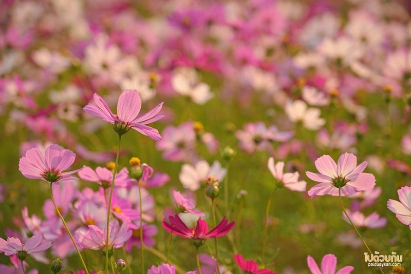 อิงเขา แคมป์ปิ้ง, ดอยม่อนเงาะ, ม่อนเงาะ, เที่ยวแม่แตง, ที่พักม่อนเงาะ, อิงเขาแคมป์ปิ้งวิว ม่อนเงาะ วิวสวย มีอ่างน้ำ ชมหมอกสุดปัง