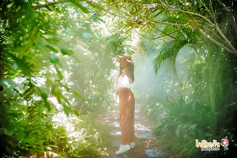 ร้านอาหารกาญจนบุรี, คาเฟ่กาญจนบุรี, rainforest café กาญจนบุรี, rainforest café กาญจนบุรี คาเฟ่ในสายหมอก ท่ามกลางสวนป่า