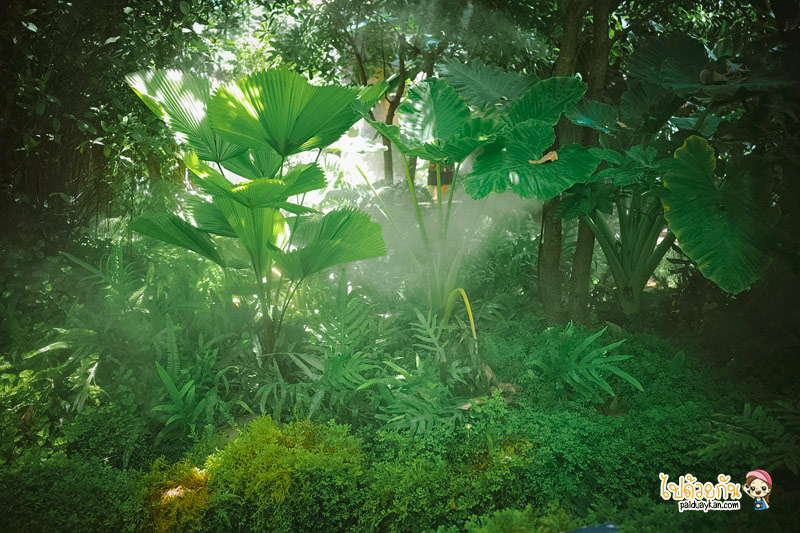 ร้านอาหารกาญจนบุรี, คาเฟ่กาญจนบุรี, rainforest café กาญจนบุรี, rainforest café กาญจนบุรี คาเฟ่ในสายหมอก ท่ามกลางสวนป่า