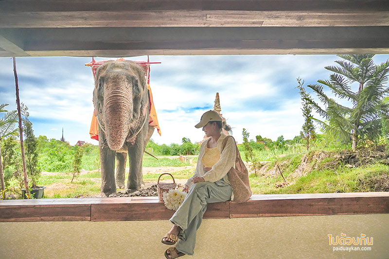 อยุธยา, คาเฟ่อยุธยา, เที่ยวอยุธยา, ayotthaya cafe  อโยธยา คาเฟ่ช้างอยุธยา จิบกาแฟชมเจดีย์ ปิคนิคถ่ายรูปให้อาหารช้าง