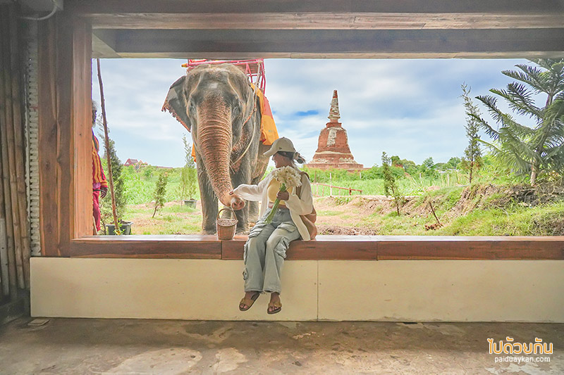 อยุธยา, คาเฟ่อยุธยา, เที่ยวอยุธยา, ayotthaya cafe  อโยธยา คาเฟ่ช้างอยุธยา จิบกาแฟชมเจดีย์ ปิคนิคถ่ายรูปให้อาหารช้าง