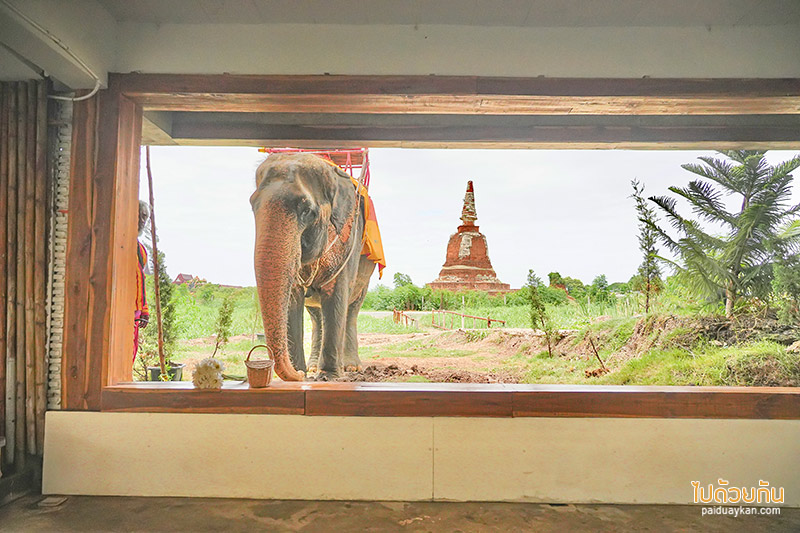 อยุธยา, คาเฟ่อยุธยา, เที่ยวอยุธยา, ayotthaya cafe  อโยธยา คาเฟ่ช้างอยุธยา จิบกาแฟชมเจดีย์ ปิคนิคถ่ายรูปให้อาหารช้าง