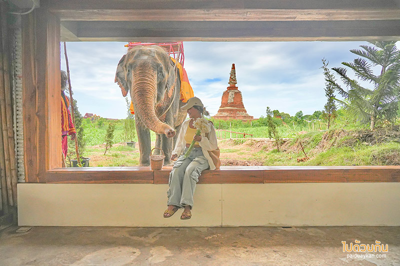 อยุธยา, คาเฟ่อยุธยา, เที่ยวอยุธยา, ayotthaya cafe  อโยธยา คาเฟ่ช้างอยุธยา จิบกาแฟชมเจดีย์ ปิคนิคถ่ายรูปให้อาหารช้าง