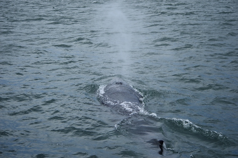 away by a day, camel republic, huai wonder camp, the field animals dream, tumlay cafe & bar, unseen thailand, คาเฟ่เพชรบุรี, คาเมลรีพับลิค, จันทร์จ้าว cafe & restaurant, ช่องกระจกนางพันธุรัต, ชะอำ, ต้นไม้ใบหญ้า คาเฟ่, ตลาดน้ำกวางโจว, ตลาดน้ำบนน้ำตก, ถ้ำวิมานจักรี, ถ้ำเขาย้อย, ที่เที่ยวเพชรบุรี, ที่เที่ยวเพชรบุรี 2023, ที่เที่ยวเพชรบุรี 2024, ที่เที่ยวเพชรบุรี 2566, ที่เที่ยวเพชรบุรี 2567, พระธาตุฉิมพลีพระเศรษฐีนวโกฏิ, พระนครคีรี, พระปรางค์ 5 ยอด, พระรามราชนิเวศน์, พระสังฆราชแตงโม, ยุ้งเกลือ บ้านแหลม, ลานผีเสื้อ, วังบ้านปืน, วัดข่อย, วัดถ้ำเขาหลวง, วัดมหาธาตุ, วัดมหาธาตุวรวิหาร, วัดใหญ่สุวรรณารามวรวิหาร, สวนสนุก, สวนสัตว์, สวิสเซอร์แลนด์ แดนเพชรบุรี, สะพานอ่าวบางตะบูน, สะพานแขวนเขื่อนแก่งกระจาน, หลวงพ่อหกนิ้ว, ห้วยสงสัยแคมป์, หาดชะอำ, หาดปึกเตียน, หาดเจ้าสำราญ, อ่าวบางตะบูน, อุทยานประวัติศาสตร์พระนครคีรี, เขานางนอน, เขานางพันธุรัต, เขาพะเนินทุ่ง, เขาวัง, เขาอีบิด, เขื่อนแก่งกระจาน, เดอะฟิลด์แอนนิมอลดรีมฟาร์มแอนด์การ์เด้น, เที่ยวเพชรบุรี, เพชรบุรี, แคมป์บ้านกร่าง, โครงการชั่งหัวมัน, top 26+ ที่เที่ยวเพชรบุรี [กรกฎาคม 2024] ท่องประวัติศาสตร์ พักผ่อนริมหาด สัมผัสธรรมชาติริมเขา