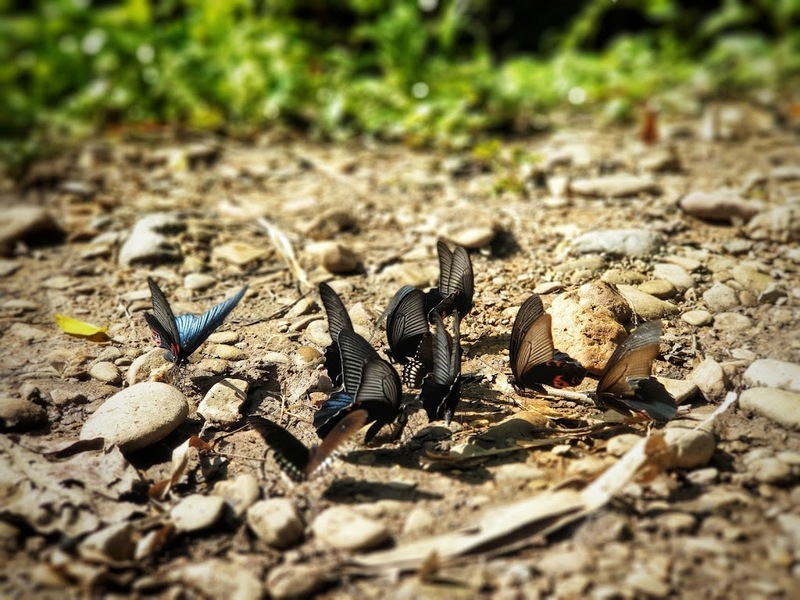 away by a day, camel republic, huai wonder camp, the field animals dream, tumlay cafe & bar, unseen thailand, คาเฟ่เพชรบุรี, คาเมลรีพับลิค, จันทร์จ้าว cafe & restaurant, ช่องกระจกนางพันธุรัต, ชะอำ, ต้นไม้ใบหญ้า คาเฟ่, ตลาดน้ำกวางโจว, ตลาดน้ำบนน้ำตก, ถ้ำวิมานจักรี, ถ้ำเขาย้อย, ที่เที่ยวเพชรบุรี, ที่เที่ยวเพชรบุรี 2023, ที่เที่ยวเพชรบุรี 2024, ที่เที่ยวเพชรบุรี 2566, ที่เที่ยวเพชรบุรี 2567, พระธาตุฉิมพลีพระเศรษฐีนวโกฏิ, พระนครคีรี, พระปรางค์ 5 ยอด, พระรามราชนิเวศน์, พระสังฆราชแตงโม, ยุ้งเกลือ บ้านแหลม, ลานผีเสื้อ, วังบ้านปืน, วัดข่อย, วัดถ้ำเขาหลวง, วัดมหาธาตุ, วัดมหาธาตุวรวิหาร, วัดใหญ่สุวรรณารามวรวิหาร, สวนสนุก, สวนสัตว์, สวิสเซอร์แลนด์ แดนเพชรบุรี, สะพานอ่าวบางตะบูน, สะพานแขวนเขื่อนแก่งกระจาน, หลวงพ่อหกนิ้ว, ห้วยสงสัยแคมป์, หาดชะอำ, หาดปึกเตียน, หาดเจ้าสำราญ, อ่าวบางตะบูน, อุทยานประวัติศาสตร์พระนครคีรี, เขานางนอน, เขานางพันธุรัต, เขาพะเนินทุ่ง, เขาวัง, เขาอีบิด, เขื่อนแก่งกระจาน, เดอะฟิลด์แอนนิมอลดรีมฟาร์มแอนด์การ์เด้น, เที่ยวเพชรบุรี, เพชรบุรี, แคมป์บ้านกร่าง, โครงการชั่งหัวมัน, top 26+ ที่เที่ยวเพชรบุรี [กรกฎาคม 2024] ท่องประวัติศาสตร์ พักผ่อนริมหาด สัมผัสธรรมชาติริมเขา