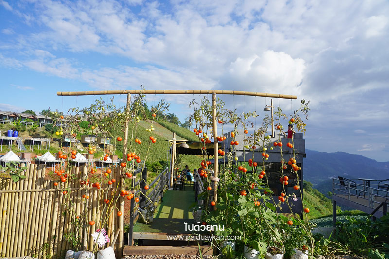 ร้านกาแฟม่อนแจ่ม, คาเฟ่ม่อนแจ่ม, ม่อนแจ่ม, ภูวินคาเฟ่, ภูวินคาเฟ่ ร้านกาแฟวิวสวยบนดอยม่อนแจ่ม