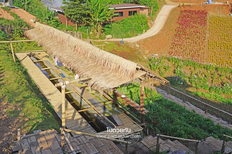 ร้านกาแฟม่อนแจ่ม, คาเฟ่ม่อนแจ่ม, ม่อนแจ่ม, ภูวินคาเฟ่, ภูวินคาเฟ่ ร้านกาแฟวิวสวยบนดอยม่อนแจ่ม