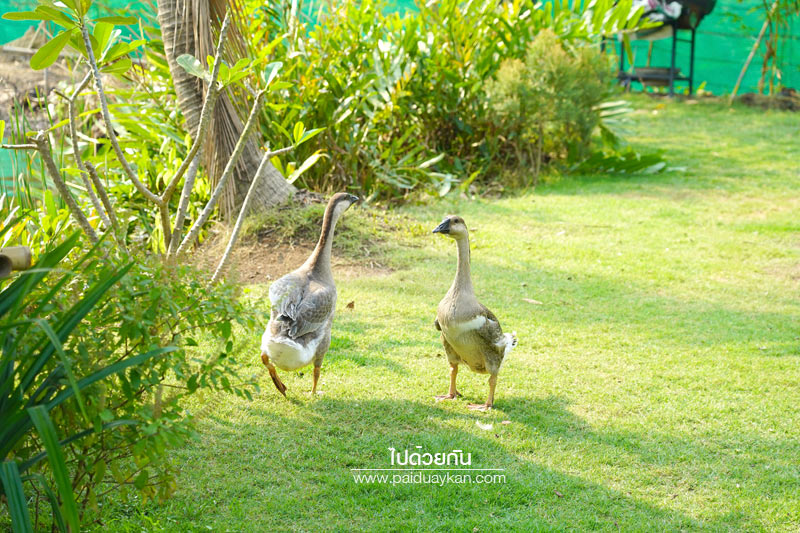 บางกะเจ้า, ดิโอโซน คาเฟ่ บางกระเจ้า, ร้านกาแฟบ้านกระเจ้า, the ozone café บางกระเจ้า, the ozone café บางกระเจ้า คาเฟ่สีเขียวกลางสวนมะพร้าว