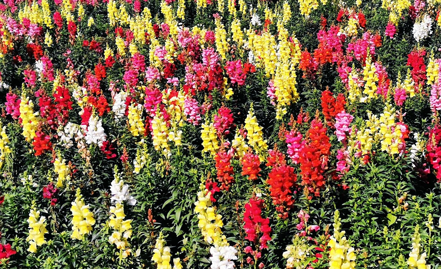 กิ่วแม่ปาน, จุดชมวิวดอยกิ่วลม, จุดชมวิวภูสอยดาว, ดอกหงอนนาค, ดอยกิ่วลม, ดอยหลวงเชียงดาว, ดอยอินทนนท์, ที่เที่ยวหน้าหนาว, ที่เที่ยวหน้าหนาว 2020, ที่เที่ยวหน้าหนาว 2563, ทุ่งดอกหงอนนาค, น้ำตกภูสอยดาว, น้ำตกแม่ยะ, ปางอุ๋ง, ปางอุ๋ง แม่ฮ่องสอน, พระมหาธาตุนภเมทนีดล, ภูชี้ฟ้า, ภูทับเบิก, ภูสอยดาว, ลานสน, ลานสนสามใบ, สะพานซูตองเป้, หมู่บ้านรักไทย, ห้วยน้ำดัง, เที่ยวกิ่วแม่ปาน, เที่ยวดอย, เที่ยวดอยอินทนนท์, เที่ยวปางอุ๋ง, เที่ยวภูชี้ฟ้า, เที่ยวภูทับเบิก, เที่ยวภูสอยดาว, เที่ยวหน้าหนาว, เที่ยวห้วยน้ำดัง, เที่ยวเชียงราย, เที่ยวเชียงใหม่, เที่ยวเพชรบูรณ์, เที่ยวแม่ฮ่องสอน, ไร่กะหล่ำปลี, top 9+ ที่เที่ยวหน้าหนาว สัมผัสสายหมอก และธรรมชาติของเมืองไทย