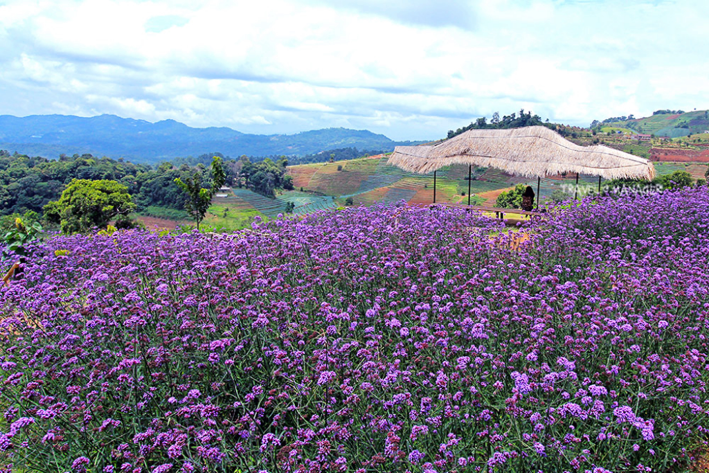 กิ่วแม่ปาน, จุดชมวิวดอยกิ่วลม, จุดชมวิวภูสอยดาว, ดอกหงอนนาค, ดอยกิ่วลม, ดอยหลวงเชียงดาว, ดอยอินทนนท์, ที่เที่ยวหน้าหนาว, ที่เที่ยวหน้าหนาว 2020, ที่เที่ยวหน้าหนาว 2563, ทุ่งดอกหงอนนาค, น้ำตกภูสอยดาว, น้ำตกแม่ยะ, ปางอุ๋ง, ปางอุ๋ง แม่ฮ่องสอน, พระมหาธาตุนภเมทนีดล, ภูชี้ฟ้า, ภูทับเบิก, ภูสอยดาว, ลานสน, ลานสนสามใบ, สะพานซูตองเป้, หมู่บ้านรักไทย, ห้วยน้ำดัง, เที่ยวกิ่วแม่ปาน, เที่ยวดอย, เที่ยวดอยอินทนนท์, เที่ยวปางอุ๋ง, เที่ยวภูชี้ฟ้า, เที่ยวภูทับเบิก, เที่ยวภูสอยดาว, เที่ยวหน้าหนาว, เที่ยวห้วยน้ำดัง, เที่ยวเชียงราย, เที่ยวเชียงใหม่, เที่ยวเพชรบูรณ์, เที่ยวแม่ฮ่องสอน, ไร่กะหล่ำปลี, top 9+ ที่เที่ยวหน้าหนาว สัมผัสสายหมอก และธรรมชาติของเมืองไทย