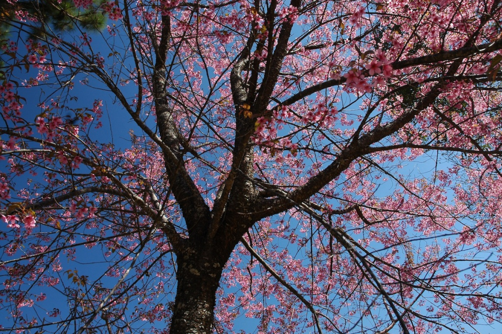กิ่วแม่ปาน, จุดชมวิวดอยกิ่วลม, จุดชมวิวภูสอยดาว, ดอกหงอนนาค, ดอยกิ่วลม, ดอยหลวงเชียงดาว, ดอยอินทนนท์, ที่เที่ยวหน้าหนาว, ที่เที่ยวหน้าหนาว 2020, ที่เที่ยวหน้าหนาว 2563, ทุ่งดอกหงอนนาค, น้ำตกภูสอยดาว, น้ำตกแม่ยะ, ปางอุ๋ง, ปางอุ๋ง แม่ฮ่องสอน, พระมหาธาตุนภเมทนีดล, ภูชี้ฟ้า, ภูทับเบิก, ภูสอยดาว, ลานสน, ลานสนสามใบ, สะพานซูตองเป้, หมู่บ้านรักไทย, ห้วยน้ำดัง, เที่ยวกิ่วแม่ปาน, เที่ยวดอย, เที่ยวดอยอินทนนท์, เที่ยวปางอุ๋ง, เที่ยวภูชี้ฟ้า, เที่ยวภูทับเบิก, เที่ยวภูสอยดาว, เที่ยวหน้าหนาว, เที่ยวห้วยน้ำดัง, เที่ยวเชียงราย, เที่ยวเชียงใหม่, เที่ยวเพชรบูรณ์, เที่ยวแม่ฮ่องสอน, ไร่กะหล่ำปลี, top 9+ ที่เที่ยวหน้าหนาว สัมผัสสายหมอก และธรรมชาติของเมืองไทย