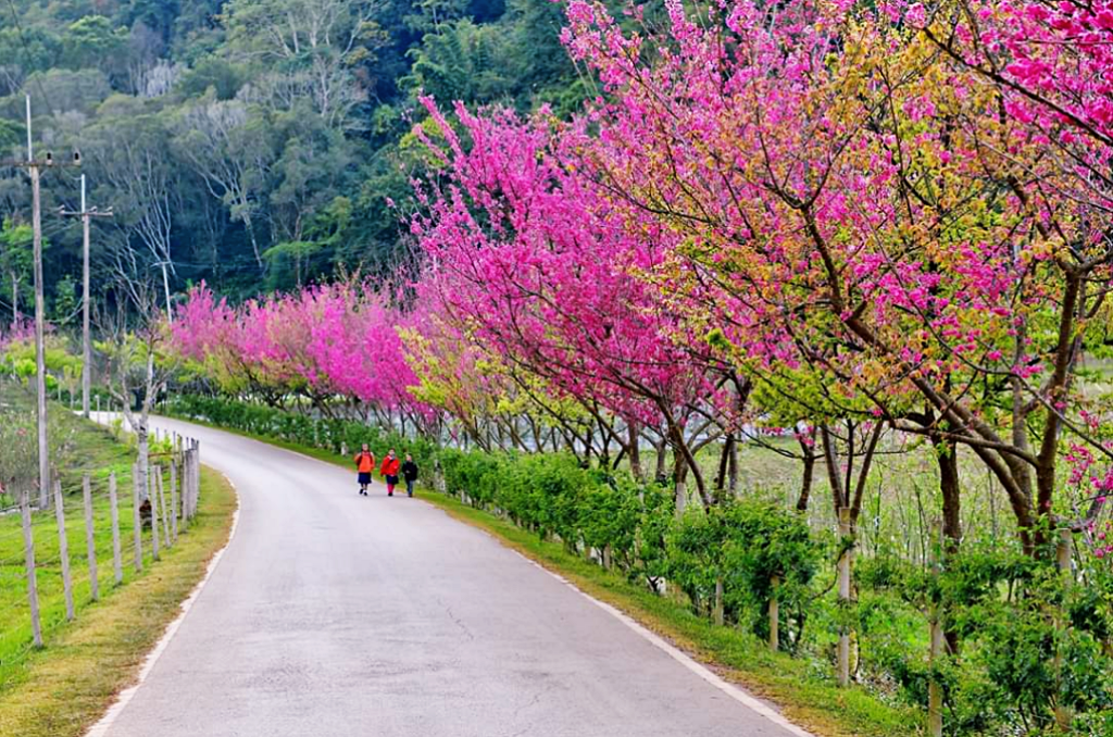 กิ่วแม่ปาน, จุดชมวิวดอยกิ่วลม, จุดชมวิวภูสอยดาว, ดอกหงอนนาค, ดอยกิ่วลม, ดอยหลวงเชียงดาว, ดอยอินทนนท์, ที่เที่ยวหน้าหนาว, ที่เที่ยวหน้าหนาว 2020, ที่เที่ยวหน้าหนาว 2563, ทุ่งดอกหงอนนาค, น้ำตกภูสอยดาว, น้ำตกแม่ยะ, ปางอุ๋ง, ปางอุ๋ง แม่ฮ่องสอน, พระมหาธาตุนภเมทนีดล, ภูชี้ฟ้า, ภูทับเบิก, ภูสอยดาว, ลานสน, ลานสนสามใบ, สะพานซูตองเป้, หมู่บ้านรักไทย, ห้วยน้ำดัง, เที่ยวกิ่วแม่ปาน, เที่ยวดอย, เที่ยวดอยอินทนนท์, เที่ยวปางอุ๋ง, เที่ยวภูชี้ฟ้า, เที่ยวภูทับเบิก, เที่ยวภูสอยดาว, เที่ยวหน้าหนาว, เที่ยวห้วยน้ำดัง, เที่ยวเชียงราย, เที่ยวเชียงใหม่, เที่ยวเพชรบูรณ์, เที่ยวแม่ฮ่องสอน, ไร่กะหล่ำปลี, top 9+ ที่เที่ยวหน้าหนาว สัมผัสสายหมอก และธรรมชาติของเมืองไทย