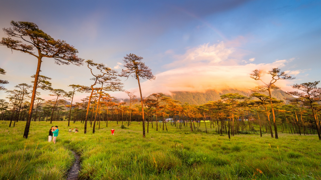 กิ่วแม่ปาน, จุดชมวิวดอยกิ่วลม, จุดชมวิวภูสอยดาว, ดอกหงอนนาค, ดอยกิ่วลม, ดอยหลวงเชียงดาว, ดอยอินทนนท์, ที่เที่ยวหน้าหนาว, ที่เที่ยวหน้าหนาว 2020, ที่เที่ยวหน้าหนาว 2563, ทุ่งดอกหงอนนาค, น้ำตกภูสอยดาว, น้ำตกแม่ยะ, ปางอุ๋ง, ปางอุ๋ง แม่ฮ่องสอน, พระมหาธาตุนภเมทนีดล, ภูชี้ฟ้า, ภูทับเบิก, ภูสอยดาว, ลานสน, ลานสนสามใบ, สะพานซูตองเป้, หมู่บ้านรักไทย, ห้วยน้ำดัง, เที่ยวกิ่วแม่ปาน, เที่ยวดอย, เที่ยวดอยอินทนนท์, เที่ยวปางอุ๋ง, เที่ยวภูชี้ฟ้า, เที่ยวภูทับเบิก, เที่ยวภูสอยดาว, เที่ยวหน้าหนาว, เที่ยวห้วยน้ำดัง, เที่ยวเชียงราย, เที่ยวเชียงใหม่, เที่ยวเพชรบูรณ์, เที่ยวแม่ฮ่องสอน, ไร่กะหล่ำปลี, top 9+ ที่เที่ยวหน้าหนาว สัมผัสสายหมอก และธรรมชาติของเมืองไทย