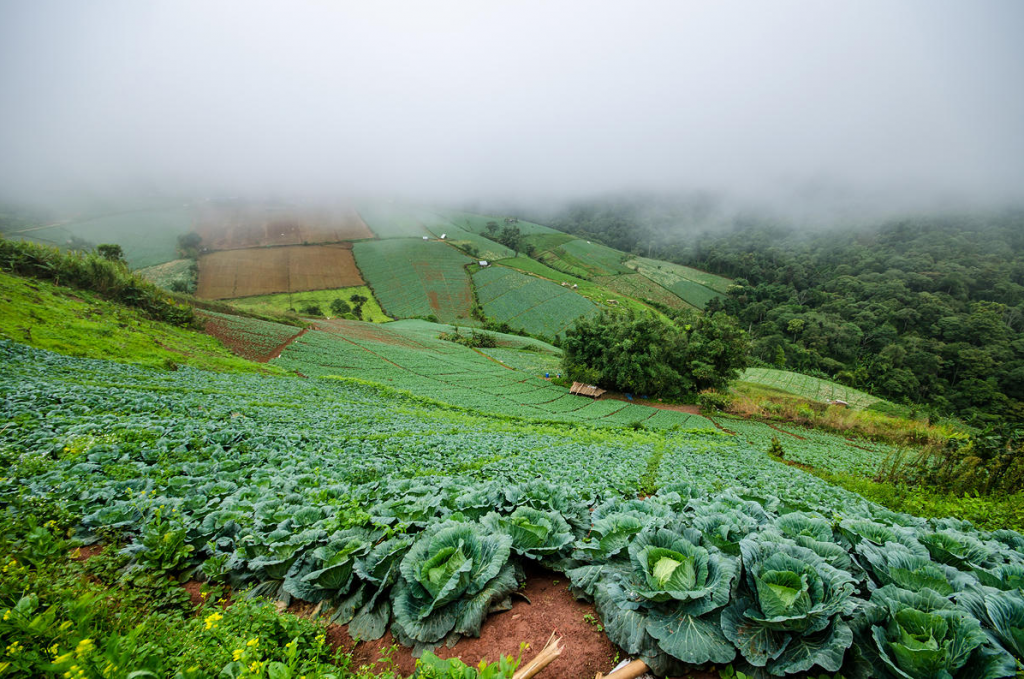 กิ่วแม่ปาน, จุดชมวิวดอยกิ่วลม, จุดชมวิวภูสอยดาว, ดอกหงอนนาค, ดอยกิ่วลม, ดอยหลวงเชียงดาว, ดอยอินทนนท์, ที่เที่ยวหน้าหนาว, ที่เที่ยวหน้าหนาว 2020, ที่เที่ยวหน้าหนาว 2563, ทุ่งดอกหงอนนาค, น้ำตกภูสอยดาว, น้ำตกแม่ยะ, ปางอุ๋ง, ปางอุ๋ง แม่ฮ่องสอน, พระมหาธาตุนภเมทนีดล, ภูชี้ฟ้า, ภูทับเบิก, ภูสอยดาว, ลานสน, ลานสนสามใบ, สะพานซูตองเป้, หมู่บ้านรักไทย, ห้วยน้ำดัง, เที่ยวกิ่วแม่ปาน, เที่ยวดอย, เที่ยวดอยอินทนนท์, เที่ยวปางอุ๋ง, เที่ยวภูชี้ฟ้า, เที่ยวภูทับเบิก, เที่ยวภูสอยดาว, เที่ยวหน้าหนาว, เที่ยวห้วยน้ำดัง, เที่ยวเชียงราย, เที่ยวเชียงใหม่, เที่ยวเพชรบูรณ์, เที่ยวแม่ฮ่องสอน, ไร่กะหล่ำปลี, top 9+ ที่เที่ยวหน้าหนาว สัมผัสสายหมอก และธรรมชาติของเมืองไทย