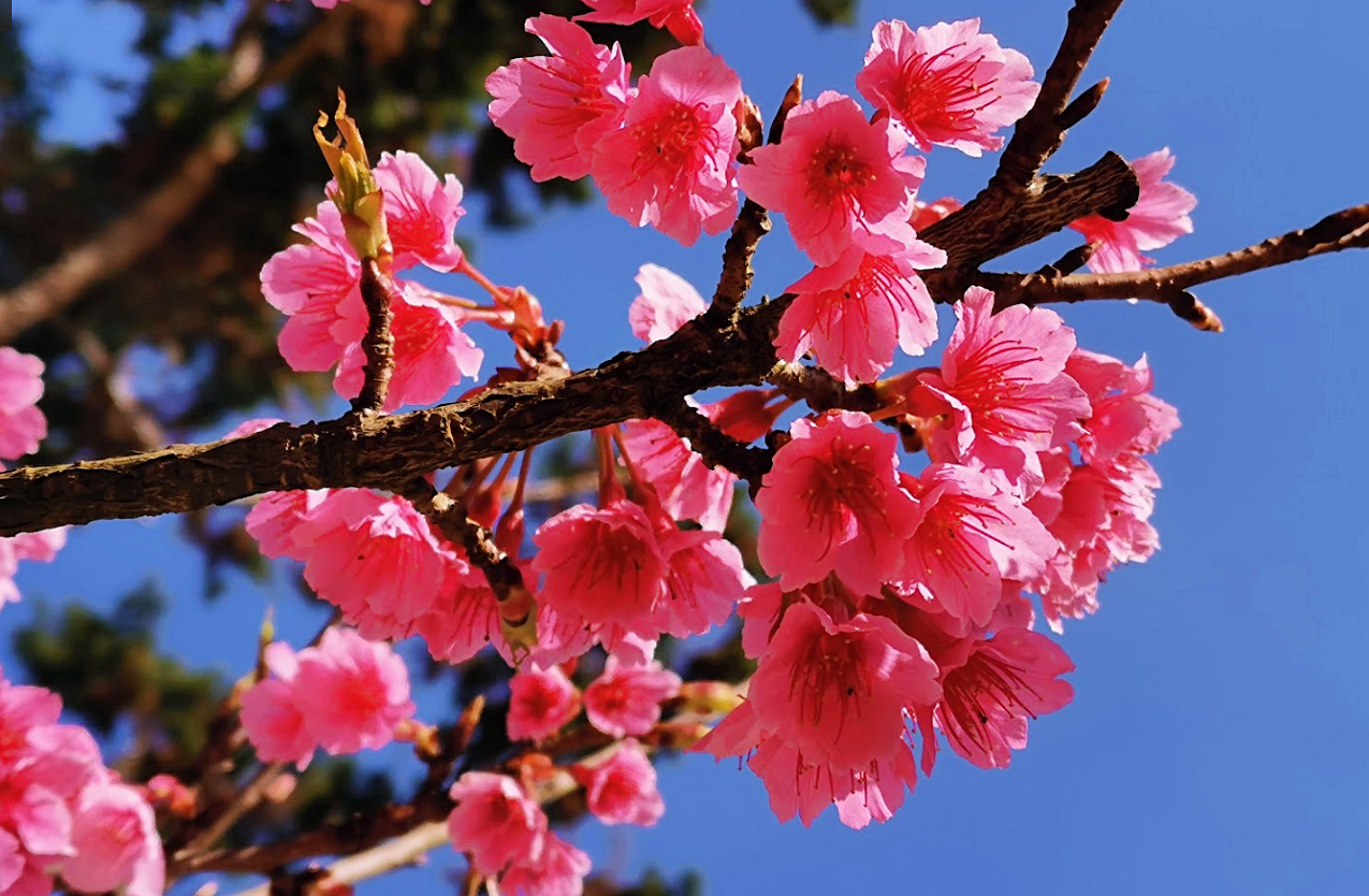 กิ่วแม่ปาน, จุดชมวิวดอยกิ่วลม, จุดชมวิวภูสอยดาว, ดอกหงอนนาค, ดอยกิ่วลม, ดอยหลวงเชียงดาว, ดอยอินทนนท์, ที่เที่ยวหน้าหนาว, ที่เที่ยวหน้าหนาว 2020, ที่เที่ยวหน้าหนาว 2563, ทุ่งดอกหงอนนาค, น้ำตกภูสอยดาว, น้ำตกแม่ยะ, ปางอุ๋ง, ปางอุ๋ง แม่ฮ่องสอน, พระมหาธาตุนภเมทนีดล, ภูชี้ฟ้า, ภูทับเบิก, ภูสอยดาว, ลานสน, ลานสนสามใบ, สะพานซูตองเป้, หมู่บ้านรักไทย, ห้วยน้ำดัง, เที่ยวกิ่วแม่ปาน, เที่ยวดอย, เที่ยวดอยอินทนนท์, เที่ยวปางอุ๋ง, เที่ยวภูชี้ฟ้า, เที่ยวภูทับเบิก, เที่ยวภูสอยดาว, เที่ยวหน้าหนาว, เที่ยวห้วยน้ำดัง, เที่ยวเชียงราย, เที่ยวเชียงใหม่, เที่ยวเพชรบูรณ์, เที่ยวแม่ฮ่องสอน, ไร่กะหล่ำปลี, top 9+ ที่เที่ยวหน้าหนาว สัมผัสสายหมอก และธรรมชาติของเมืองไทย