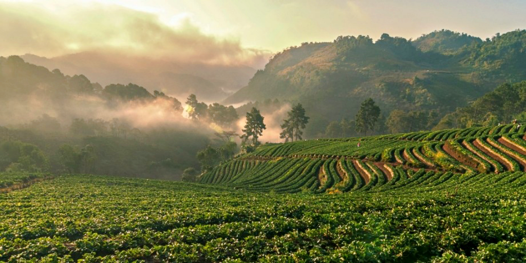 กิ่วแม่ปาน, จุดชมวิวดอยกิ่วลม, จุดชมวิวภูสอยดาว, ดอกหงอนนาค, ดอยกิ่วลม, ดอยหลวงเชียงดาว, ดอยอินทนนท์, ที่เที่ยวหน้าหนาว, ที่เที่ยวหน้าหนาว 2020, ที่เที่ยวหน้าหนาว 2563, ทุ่งดอกหงอนนาค, น้ำตกภูสอยดาว, น้ำตกแม่ยะ, ปางอุ๋ง, ปางอุ๋ง แม่ฮ่องสอน, พระมหาธาตุนภเมทนีดล, ภูชี้ฟ้า, ภูทับเบิก, ภูสอยดาว, ลานสน, ลานสนสามใบ, สะพานซูตองเป้, หมู่บ้านรักไทย, ห้วยน้ำดัง, เที่ยวกิ่วแม่ปาน, เที่ยวดอย, เที่ยวดอยอินทนนท์, เที่ยวปางอุ๋ง, เที่ยวภูชี้ฟ้า, เที่ยวภูทับเบิก, เที่ยวภูสอยดาว, เที่ยวหน้าหนาว, เที่ยวห้วยน้ำดัง, เที่ยวเชียงราย, เที่ยวเชียงใหม่, เที่ยวเพชรบูรณ์, เที่ยวแม่ฮ่องสอน, ไร่กะหล่ำปลี, top 9+ ที่เที่ยวหน้าหนาว สัมผัสสายหมอก และธรรมชาติของเมืองไทย