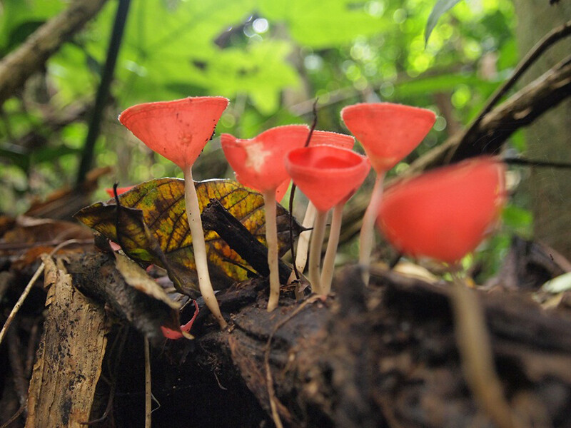 สระบุรี, top 10+ ที่เที่ยวแก่งคอย 2567 มวกเหล็ก สระบุรี เที่ยวน้ำตก ไหว้พระ ชมธรรมชาติ