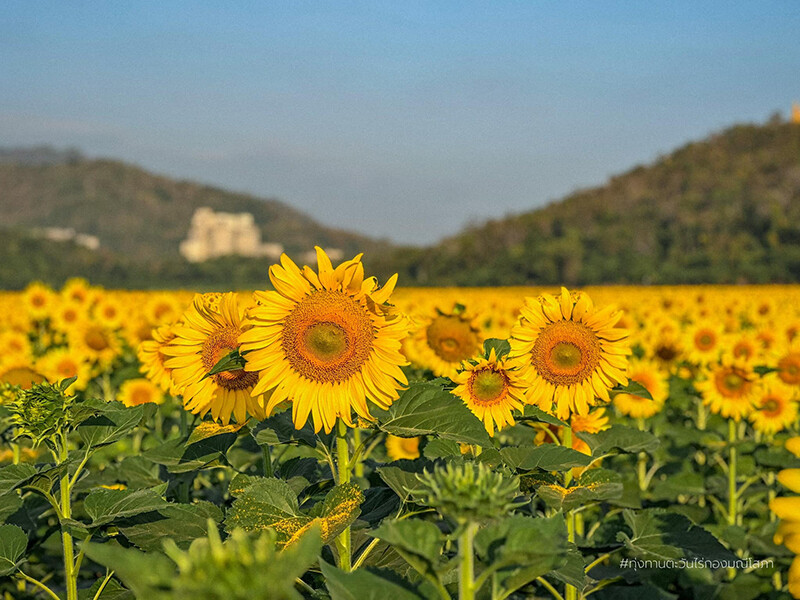 สระบุรี, top 10+ ที่เที่ยวแก่งคอย 2567 มวกเหล็ก สระบุรี เที่ยวน้ำตก ไหว้พระ ชมธรรมชาติ