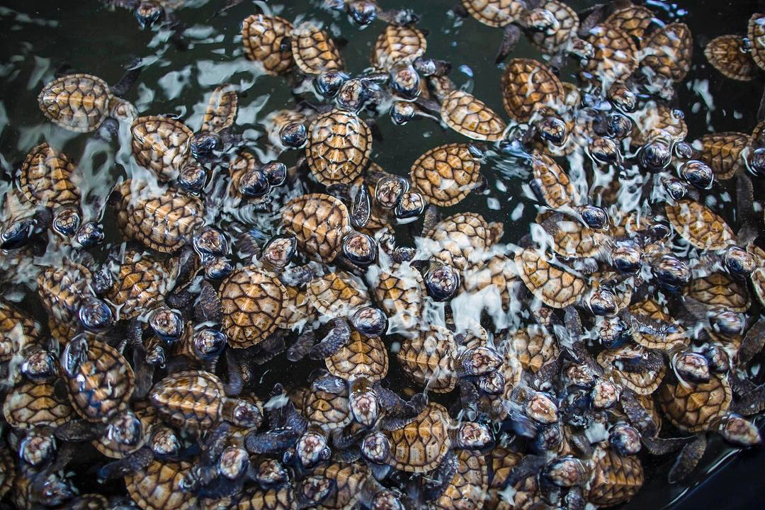 seen space, จุดชมวิวเขาแดง, ตลาดโต้รุ่งหัวหิน, ถ้ำพระยานคร, ที่เที่ยวประจวบ, ที่เที่ยวประจวบ 2020, ที่เที่ยวประจวบ 2021, ที่เที่ยวประจวบ 2563, ที่เที่ยวประจวบ 2564, ที่เที่ยวประจวบ 2565, ที่เที่ยวประจวบคีรีขันธ์ 2565, ประจวบคีรีขันธ์, ปราณบุรี, วนอุทยานปราณบุรี, วัดห้วยมงคล, ศูนย์ศึกษาธรรมชาติบึงบัว, สถานีรถไฟหัวหิน, หัวหิน, หาดปราณบุรี, หาดหัวหิน, หาดเขากะโหลก, อุทยานราชภักดิ์, อุทยานแห่งชาติเขาสามร้อยยอด, เกาะทะลุ, เขาหินเหล็กไฟ, เที่ยวประจวบ, top 10+ ที่เที่ยว ประจวบคีรีขันธ์ เที่ยวทะเล ชมถ้ำ เดินเล่นบึงบัว