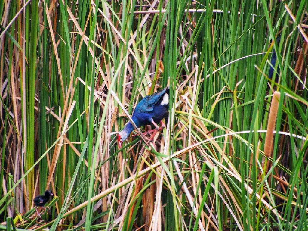 seen space, จุดชมวิวเขาแดง, ตลาดโต้รุ่งหัวหิน, ถ้ำพระยานคร, ที่เที่ยวประจวบ, ที่เที่ยวประจวบ 2020, ที่เที่ยวประจวบ 2021, ที่เที่ยวประจวบ 2563, ที่เที่ยวประจวบ 2564, ที่เที่ยวประจวบ 2565, ที่เที่ยวประจวบคีรีขันธ์ 2565, ประจวบคีรีขันธ์, ปราณบุรี, วนอุทยานปราณบุรี, วัดห้วยมงคล, ศูนย์ศึกษาธรรมชาติบึงบัว, สถานีรถไฟหัวหิน, หัวหิน, หาดปราณบุรี, หาดหัวหิน, หาดเขากะโหลก, อุทยานราชภักดิ์, อุทยานแห่งชาติเขาสามร้อยยอด, เกาะทะลุ, เขาหินเหล็กไฟ, เที่ยวประจวบ, top 10+ ที่เที่ยว ประจวบคีรีขันธ์ เที่ยวทะเล ชมถ้ำ เดินเล่นบึงบัว