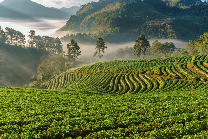 ดอยม่อนแจ่ม, ดอยหลวงเชียงดาว, ดอยอ่างขาง, ดอยอินทนนท์, ถนนคนเดินท่าแพ, ถนนคนเดินวัวลาย, ถนนช้างม่อยเก่า, ที่เที่ยวเชียงใหม่, ที่เที่ยวเชียงใหม่ 2024, ที่เที่ยวเชียงใหม่ 2567, ที่เที่ยวเชียงใหม่ อำเภอเมือง, ที่เที่ยวเมืองเชียงใหม่, นิมมาน, นิมมานเหมินทร์, บ้านป่าบงเปียง, ประตูท่าแพ, พระตำหนักภูพิงคราชนิเวศน์, ม่อนแจ่ม, วัดพระธาตุดอยสุเทพ, วัดพระสิงห์, วัดพระสิงห์ วรมหาวิหาร, วัดศรีสุพรรณ, วัดอุโมงค์ สวนพุทธธรรม, วัดอุโมงค์ เชียงใหม่, วัดเจดีย์หลวงวรวิหาร, สวนพฤกษศาสตร์สมเด็จพระนางเจ้าสิริกิติ์, สวนพฤกษศาสตร์เชียงใหม่, สวนสัตว์เชียงใหม่, ห้วยน้ำดัง, เชียงใหม่, เชียงใหม่ที่เที่ยว, เที่ยวเชียงใหม่, เที่ยวเชียงใหม่ 2024, เที่ยวเชียงใหม่ 2567, เมืองเชียงใหม่, แม่กำปอง, top 30+ ที่เที่ยวเชียงใหม่ อัปเดต [กรกฎาคม 2024] เที่ยวฟิน เคล้าลมหนาว