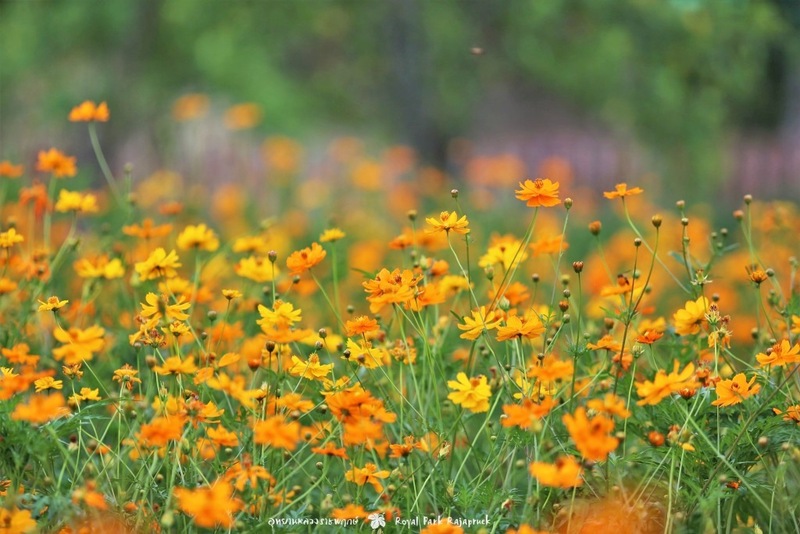 ดอยม่อนแจ่ม, ดอยหลวงเชียงดาว, ดอยอ่างขาง, ดอยอินทนนท์, ถนนคนเดินท่าแพ, ถนนคนเดินวัวลาย, ถนนช้างม่อยเก่า, ที่เที่ยวเชียงใหม่, ที่เที่ยวเชียงใหม่ 2024, ที่เที่ยวเชียงใหม่ 2567, ที่เที่ยวเชียงใหม่ อำเภอเมือง, ที่เที่ยวเมืองเชียงใหม่, นิมมาน, นิมมานเหมินทร์, บ้านป่าบงเปียง, ประตูท่าแพ, พระตำหนักภูพิงคราชนิเวศน์, ม่อนแจ่ม, วัดพระธาตุดอยสุเทพ, วัดพระสิงห์, วัดพระสิงห์ วรมหาวิหาร, วัดศรีสุพรรณ, วัดอุโมงค์ สวนพุทธธรรม, วัดอุโมงค์ เชียงใหม่, วัดเจดีย์หลวงวรวิหาร, สวนพฤกษศาสตร์สมเด็จพระนางเจ้าสิริกิติ์, สวนพฤกษศาสตร์เชียงใหม่, สวนสัตว์เชียงใหม่, ห้วยน้ำดัง, เชียงใหม่, เชียงใหม่ที่เที่ยว, เที่ยวเชียงใหม่, เที่ยวเชียงใหม่ 2024, เที่ยวเชียงใหม่ 2567, เมืองเชียงใหม่, แม่กำปอง, top 30+ ที่เที่ยวเชียงใหม่ อัปเดต [กรกฎาคม 2024] เที่ยวฟิน เคล้าลมหนาว